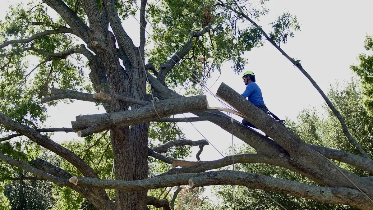 Professional Crown Thinning performed by certified arborists in Long Lake